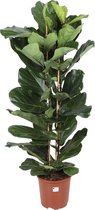 Ficus Lyrata - Rubberboom Ø27cm 140cm - Verse Kamerplant, Direct van de Nederlandse Kweker