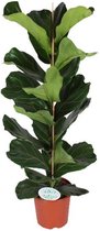Ficus Lyrata - Ø21cm - 90cm