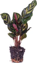 Calathea Makoyana - Plante paon - Plante de terrarium - Taille du pot 6