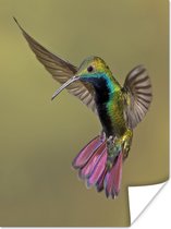 Poster Vogels - Kolibrie - Roze - Blauw - 90x120 cm