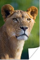 Jonge leeuwin Poster 60x90 cm - Foto print op Poster (wanddecoratie woonkamer / slaapkamer) / Wilde dieren Poster