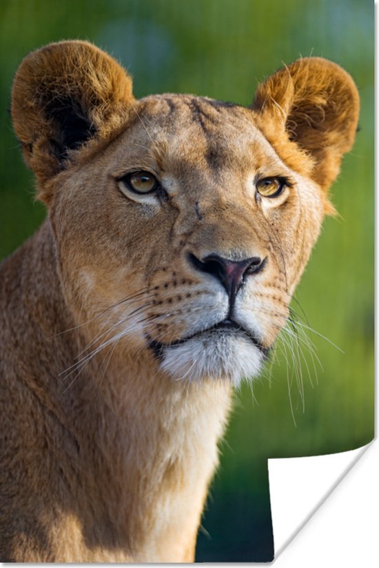 Jonge leeuwin Poster - Foto print op Poster (wanddecoratie)