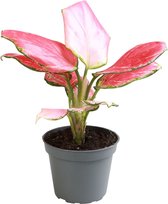 Groene plant – Epipremnum (Aglaonema Red Dragon) – Hoogte: 8 cm – van Botanicly
