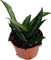 Groene plant – Hartjesplant (Hoya Minibelle) – Hoogte: 15 cm – van Botanicly