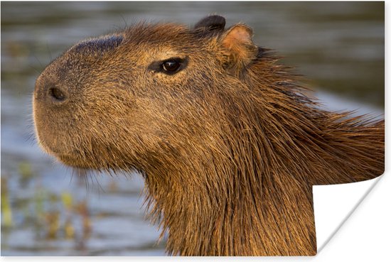 Affiche Gros plan sur la tête d'un Capybara - 30x20 cm