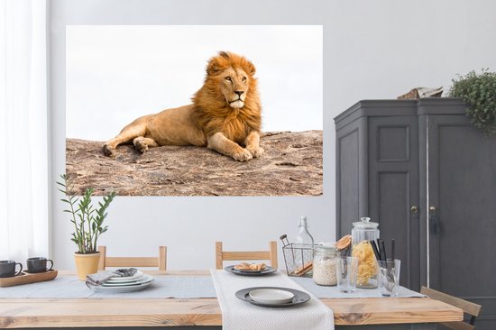 Poster Lion couché 180x120 cm - Tirage photo sur Poster (décoration murale)  / Poster... | bol