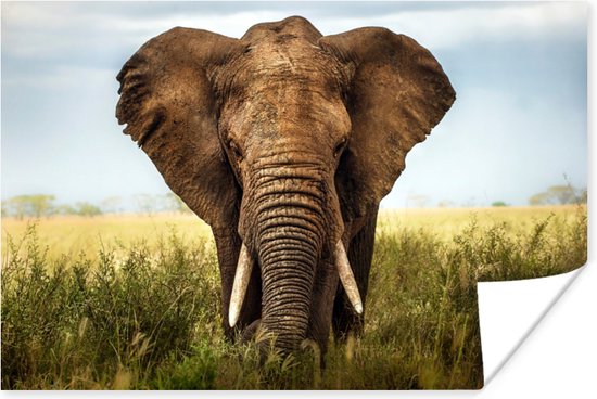 Poster Afrikaanse olifant vooraanzicht - 180x120 cm XXL