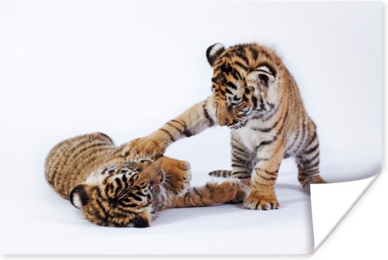 Spelende tijgerwelpjes Poster - Foto print op Poster (wanddecoratie)