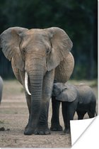 Poster Olifant - Dieren - Vlakte - Natuur - 40x60 cm