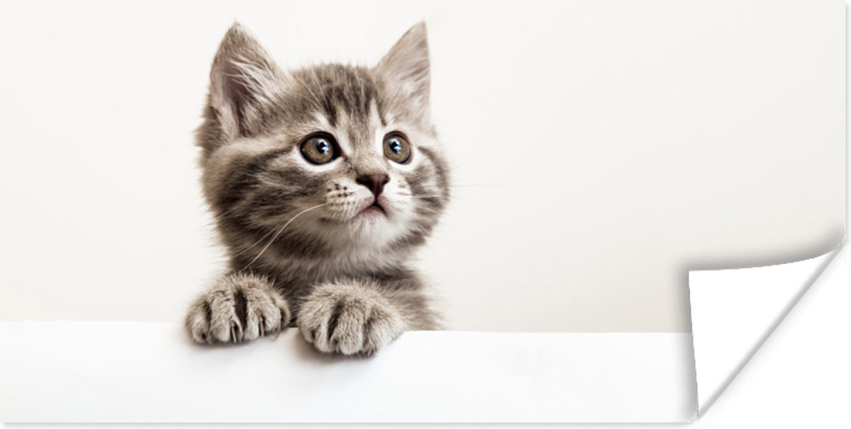 Poster Poes - Grijs - Dieren - 80x40 cm