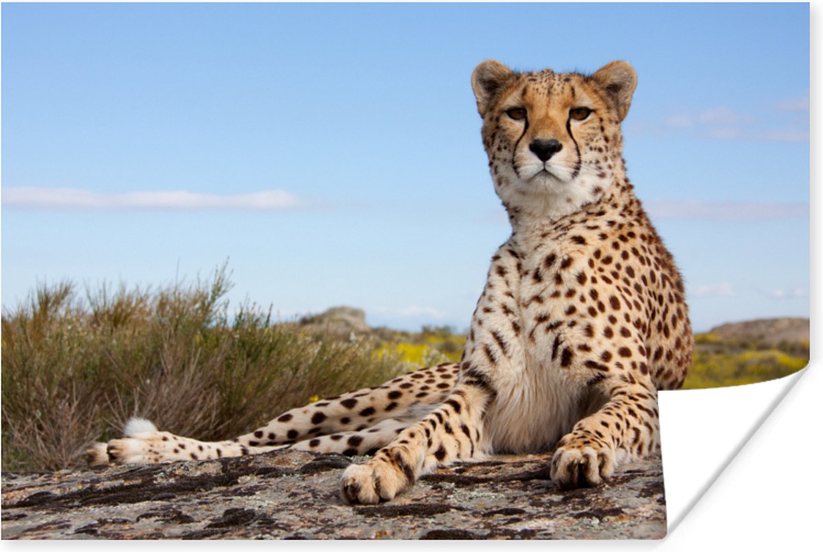 Poster Luipaard - Dieren - Natuur - 90x60 cm