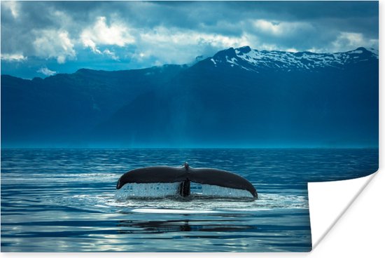Staart van een grote bultrug walvis Poster 60x40 cm - Foto print op Poster (wanddecoratie)