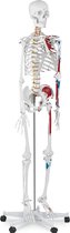Physa Anatomisch model menselijk skelet PHY-SK-2 - levensgroot
