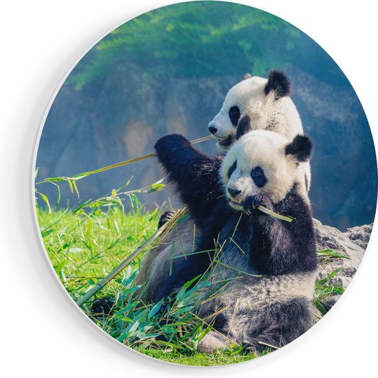 Artaza Forex Muurcirkel Twee Panda's Eten Bamboe Riet - 80x80 cm - Groot - Wandcirkel - Rond Schilderij - Wanddecoratie Cirkel
