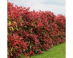 12 x Glansmispel Rood|Groen - Wintergroene Haagplant - Photinia Fraseri 'Red Robin' in C1(liter) pot met hoogte 10-30cm
