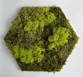 Wanddecoratie - mos - tegel - hexagon - lichtgroen - 18 x 21 cm