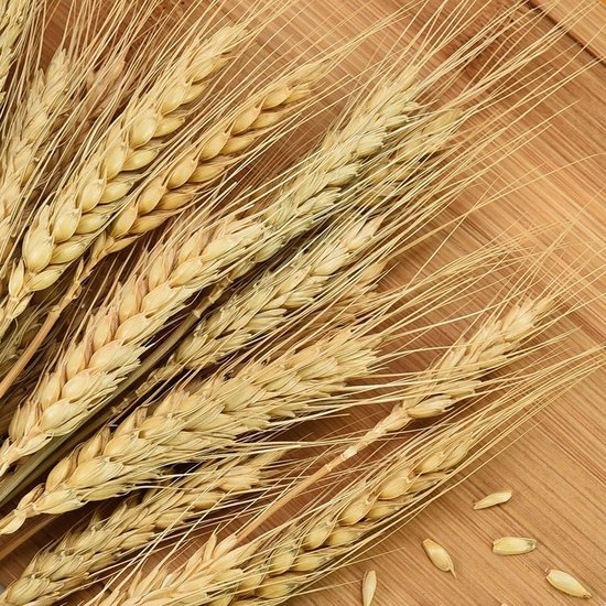 Droogbloemen Tarwe aar naturel - Kruidje roer me niet