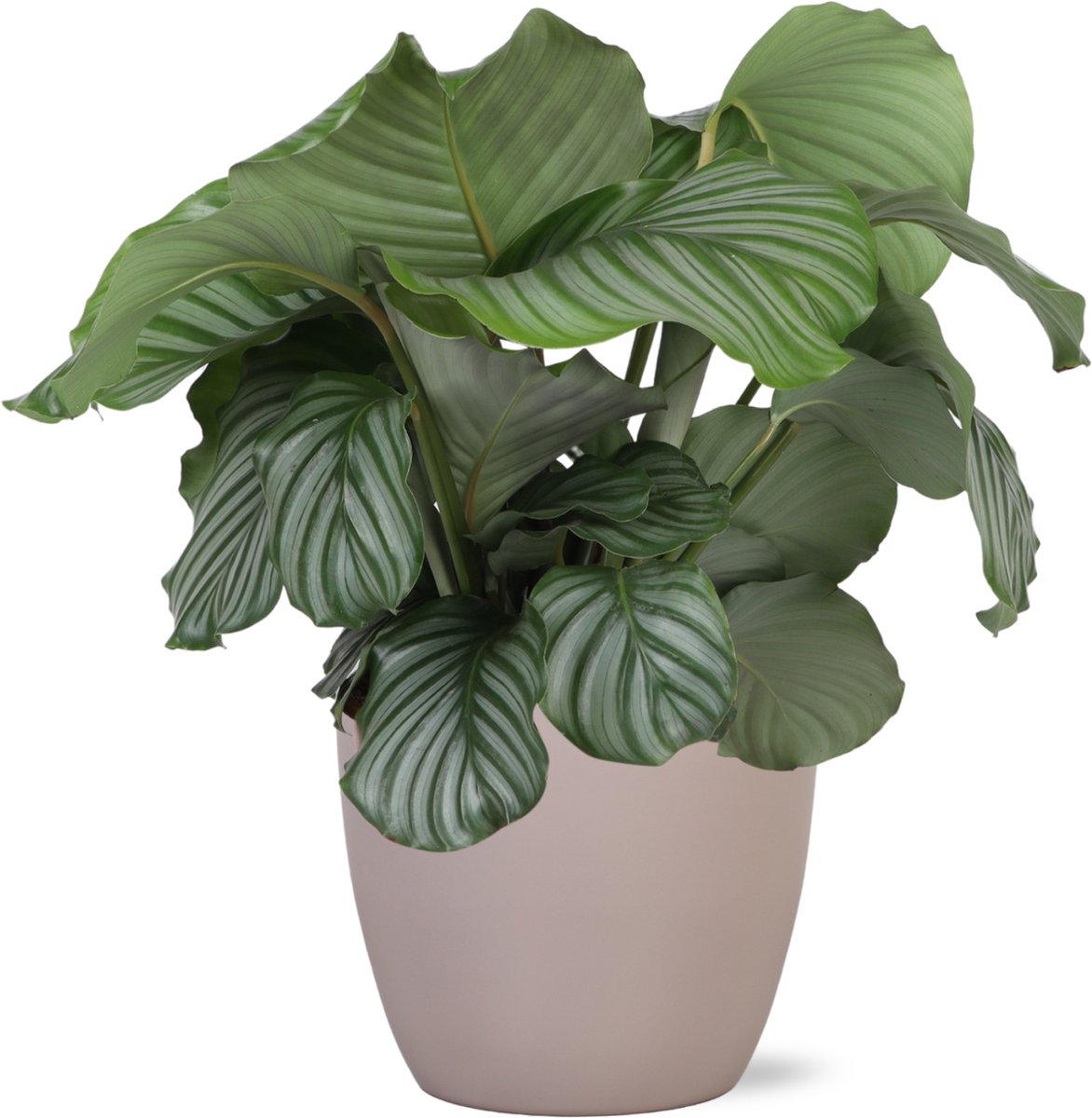 Calathea Orbifolia Ø21cm - 70cm in Boule TAUPE pot