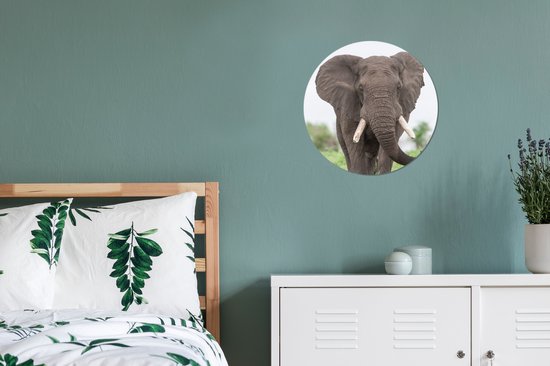 Wall Circle - Wall Circle Indoor - Oncoming Elephant - 30x30 cm - Décoration murale - Peintures Ronds