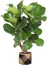 Ficus Lyrata - Rubberboom (vertakt) Ø27cm 140cm - Verse Kamerplant, Direct van de Nederlandse Kweker