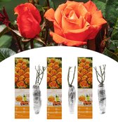 NatureNest - Grootbloemige Roos - Rosa 'Peace' - Oranje - 3 stuks - 35-38 cm