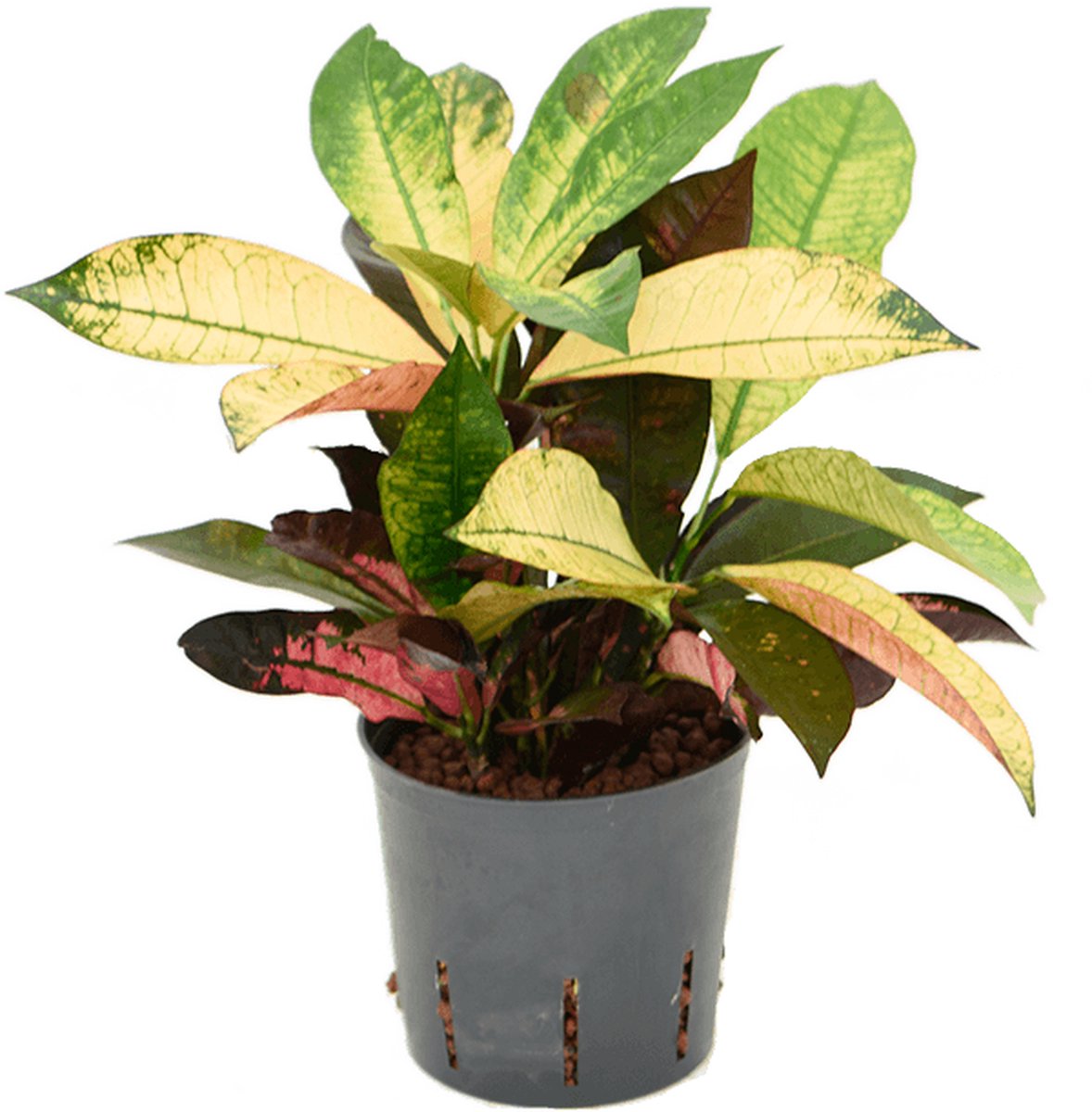 Croton - 2pp Hydrocultuur - 40