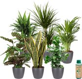 vdvelde.com - Urban Jungle - Makkelijk te verzorgen soorten - Kamerplanten 6 stuks - Ø 12 cm - Hoogte 30-40 cm in Antracietkleurige Sierpotten + Kamerplantenvoeding