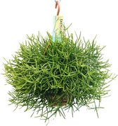 Plantenboetiek.nl | Rhipsalis Heteroclada - Kamerplant - Hoogte 40cm - Potmaat 21cm