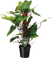 Plantenboetiek.nl | Philodendron Red Emerald - Kamerplant - Hoogte 80cm - Potmaat 19cm