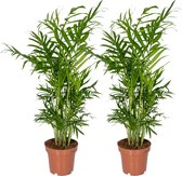 Plantenboetiek.nl | Chamaedorea Elegans - Mexicaanse Bergpalm - Kamerplant - Hoogte 40cm - Potmaat 12cm