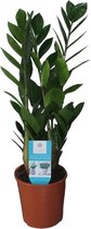 Plantenboetiek.nl | Zamioculcas Zamiifolia - Ø14cm - 45-55cm hoog - Kamerplant - Groenblijvend