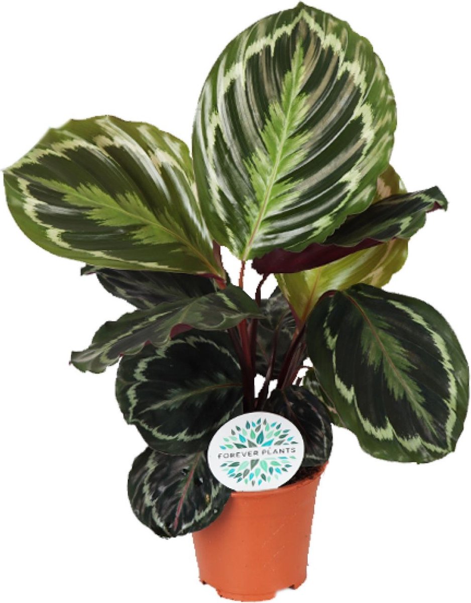 Calathea kopen