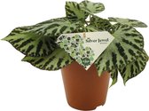 Plantenboetiek.nl | Begonia Silver Jewell - Kamerplant - Hoogte 30cm - Potmaat 15cm