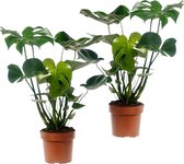 Plant in a Box - Monstera Deliciosa - Set van 2 Gatenplanten - Kamerplant - Pot 17cm - Hoogte 50-60cm