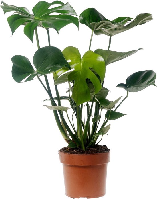 Foto: Plant in a box monstera deliciosa gatenplant kamerplant pot 17cm hoogte 50 60cm