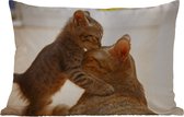 Buitenkussens - Tuin - Kat knuffelend met kitten - 50x30 cm