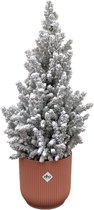 Picea Glauca met sneeuw (kerstboompje) inclusief elho Vibes Fold Round roze - Potmaat 22cm - Hoogte 60cm