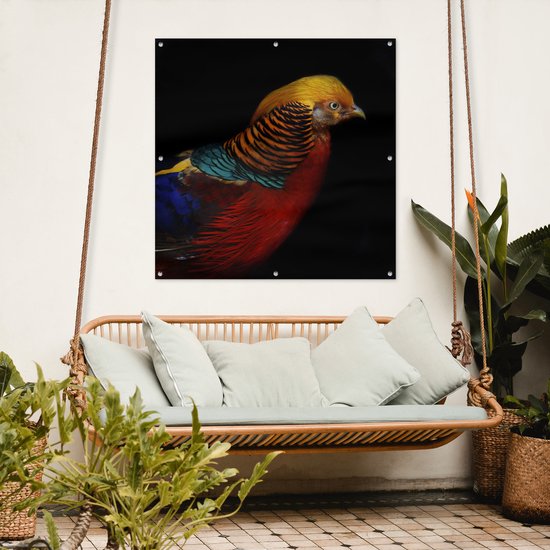 Affiche de jardin Faisan doré sur fond noir Toile en vrac 100x100 cm - Toile de jardin / Toile d'extérieur / Peintures d'extérieur (décoration de jardin)