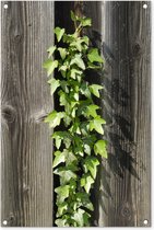 Affiche de jardin Hedera vert clair sur une clôture en bois 60x90 cm - Toile de jardin / Toile d'extérieur / Peintures pour l'extérieur (décoration de jardin)