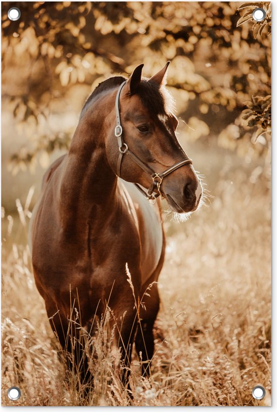 Tuindecoratie Paard - Zon - Portret - Natuur - Bruin - 40x60 cm - Tuinposter - Tuindoek - Buitenposter