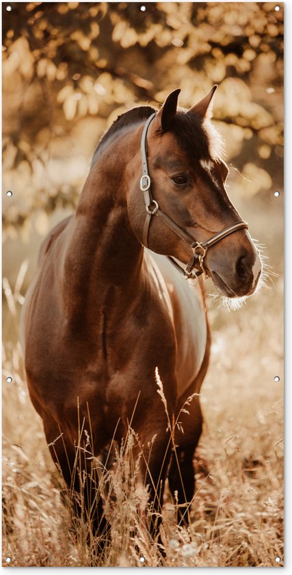 Schuttingposter Paard - Zon - Portret - Natuur - Bruin - 100x200 cm - Tuindoek