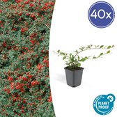 Plantenboetiek.nl | Cotoneaster dammeri - Bodembedekker - 40 stuks - Ø 9cm - Hoogte 10-25cm