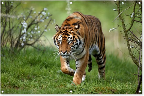 Tuinposter - Tuindoek - Tuinposters buiten - Close-up van een Sumatraanse tijger - 120x80 cm - Tuin