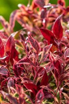 1 pièce) | Leucothoe Firestar C3 25-30 cm