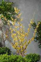 Plants Online - Tuinplanten - Heesters - Set van 1 - Hamamelis intermedia 'Pallida' C12 80-100 cm