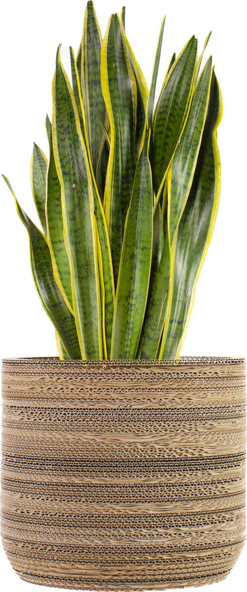 Kartonnen plantenpot Ficus 36 cm - Zes verschillende maten - Kartent