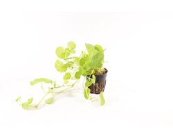 Moerings Hydrocotyle Leucocephala | Braziliaanse Klimop | in 5 cm pot