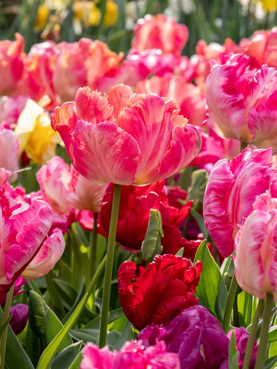 Vaste planten kopen? Meerjarige tuinplanten