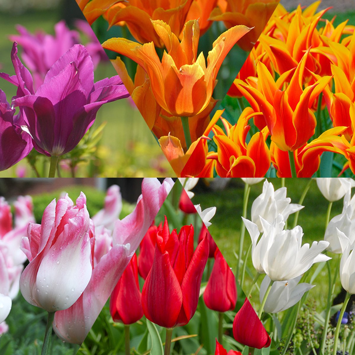 Bloembollen Mix Leliebloemige Tulpen | 60 stuks | Leliebloemig