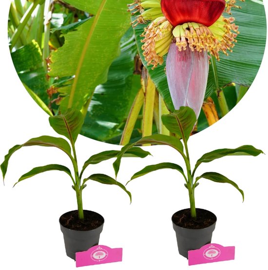 Set van 2 Winterharde bananen - Musa sikkimensis 'Red Tiger' - Hoogte 40cm - 12cm pot